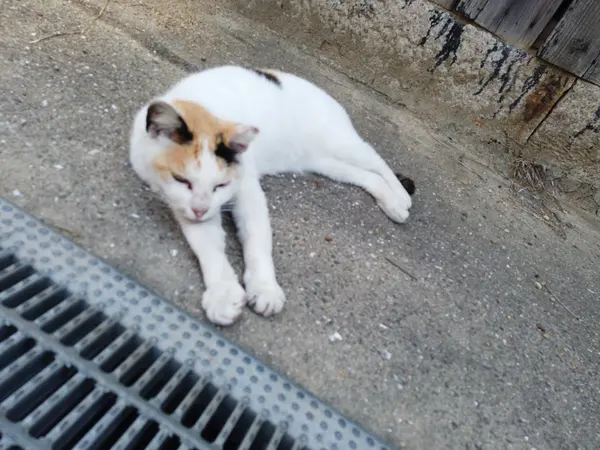 どの猫ちゃんも人懐こいです☺️