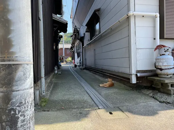 日陰に行くといます😽