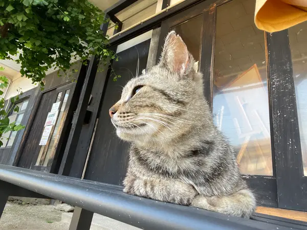 島には猫ちゃんがたくさん