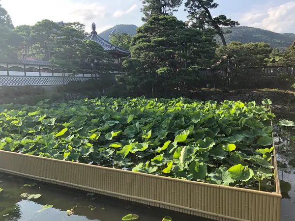 大賀蓮