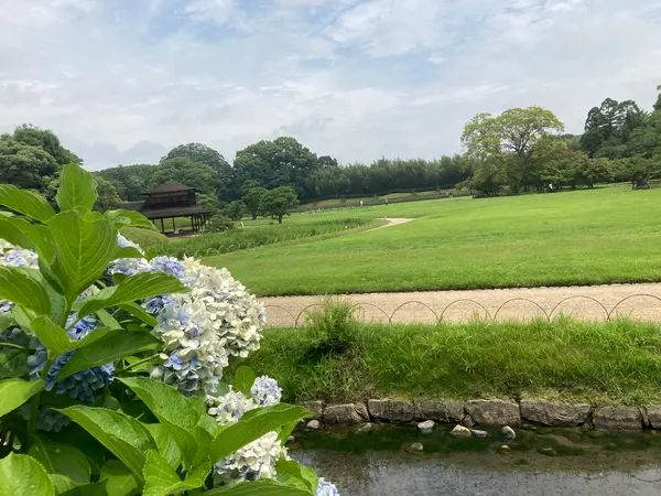 紫陽花