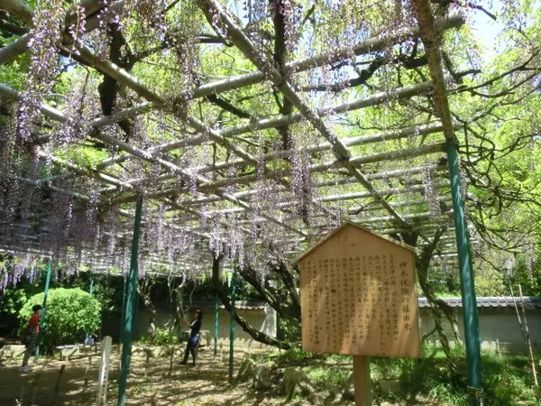 藤の名所