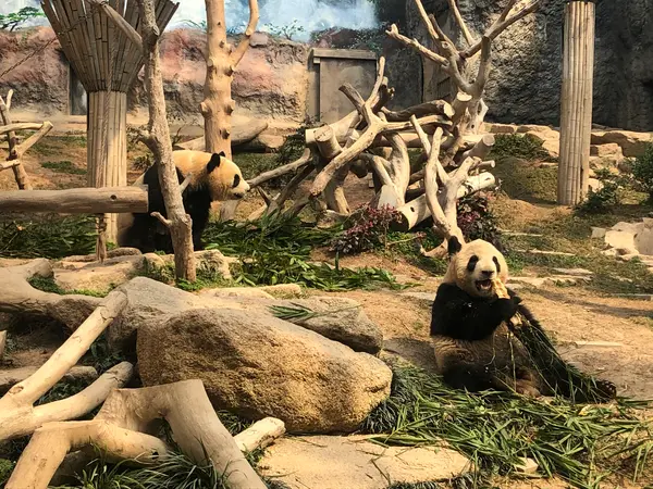 澳門大熊猫館