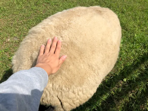 モフってみました