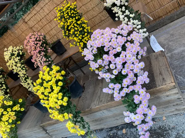 菊花展