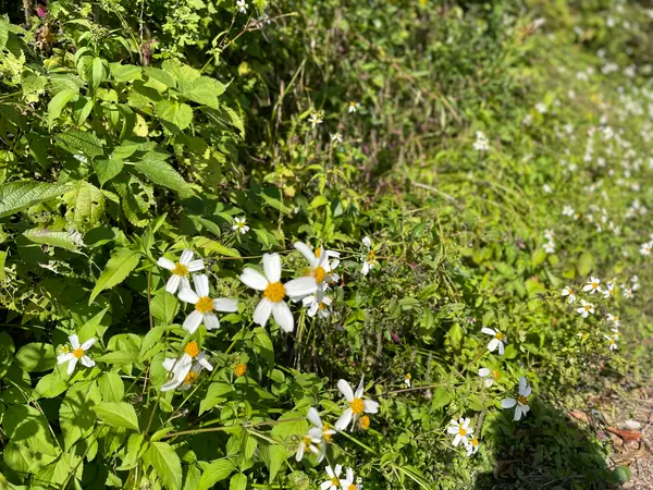 11月にも関わらず道端には可愛い花が🌼