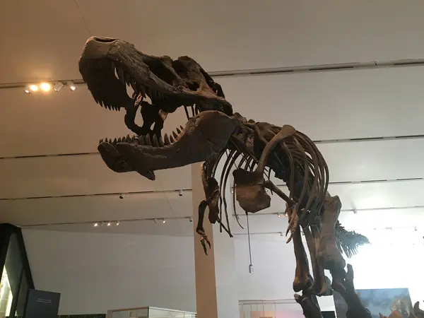 巨大なティラノサウルス