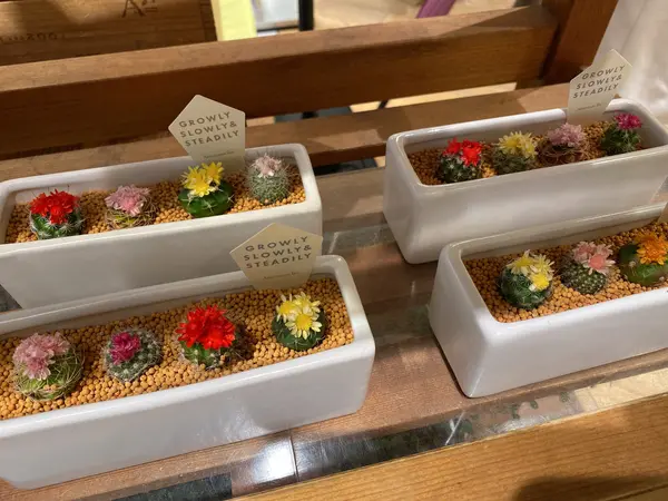 ミニサボテン🌵