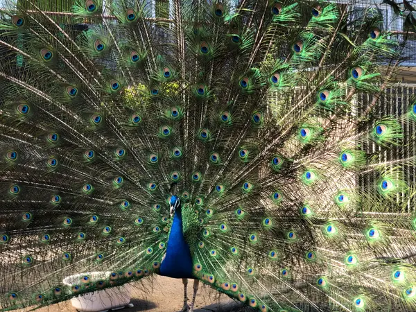 クジャクもいます🦚