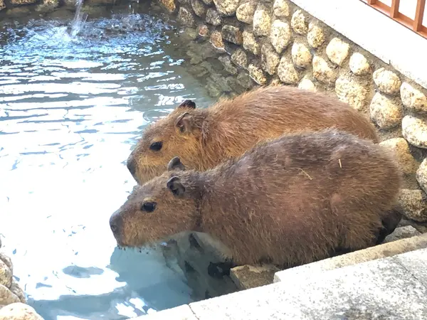 2階はカピバラさんのカピ湯