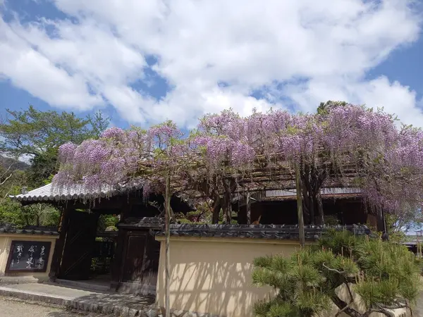 藤の花