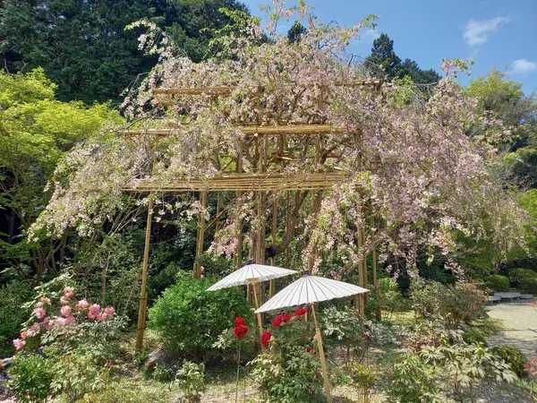 桜と牡丹