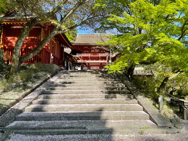 桜の絨毯