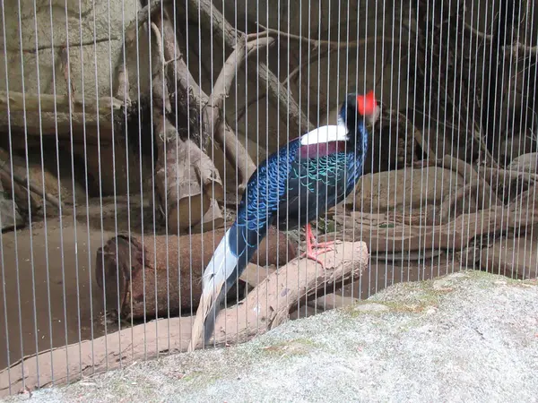台北市立動物園台湾動物区