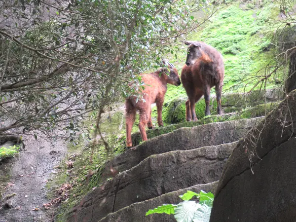 台北市立動物園台湾動物区