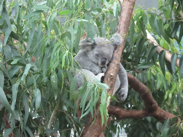 台北市立動物園無尾熊館(コアラ館)