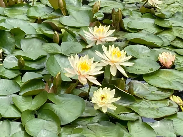 睡蓮も綺麗に咲いてました