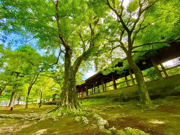 通天橋のところ