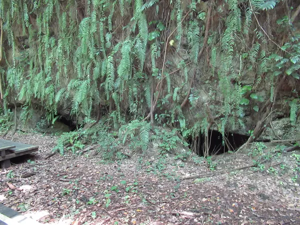 山猪溝原始森林歩道