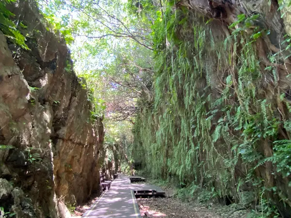山猪溝原始森林歩道