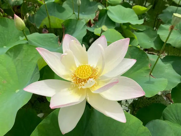 花言葉は～清らかな心～