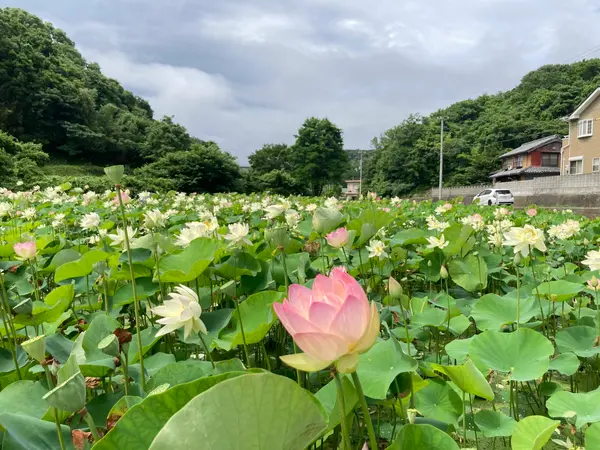 風が渡る蓮田