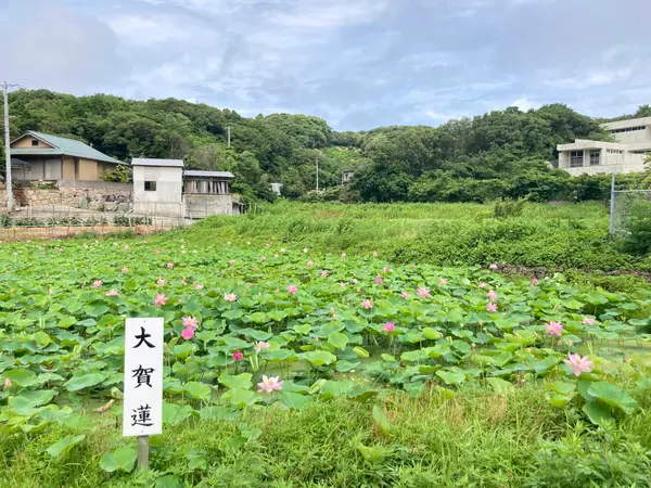 平和のシンボル「大賀はす」