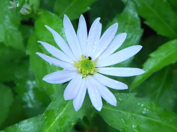 野の花が美しく咲いています