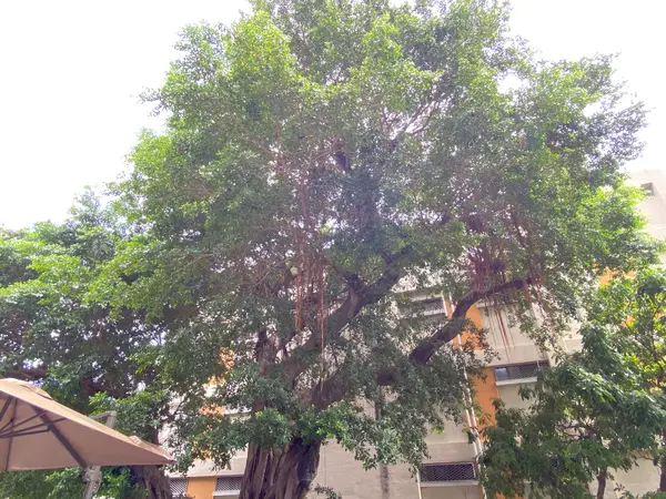禧榕軒大飯店　Grand Banyan Hotel