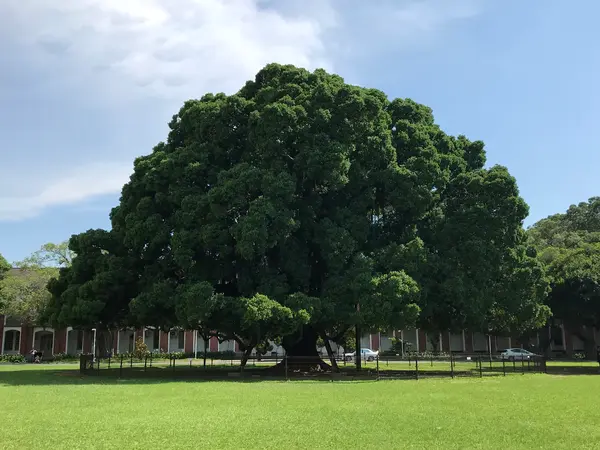 成功大学　榕園・バンヤンガーデン