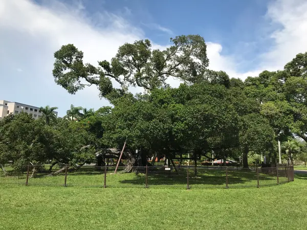 成功大学　榕園・バンヤンガーデン