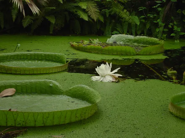 蓮池