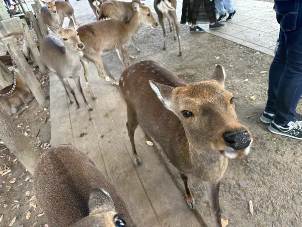 神の使いの鹿さんたち