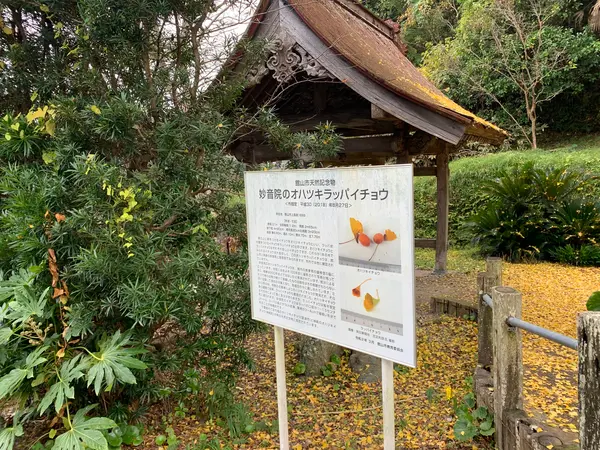 天然記念物のイチョウ