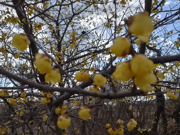梅林の中の町。