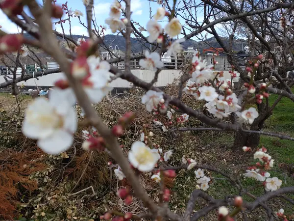 メインとなるのは「別所梅林」