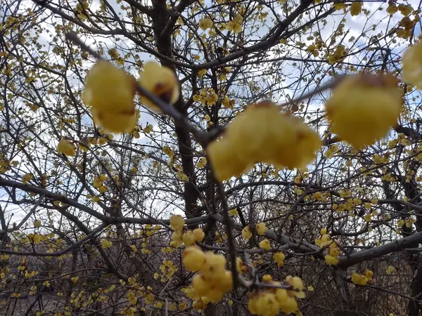 梅の種類も豊富