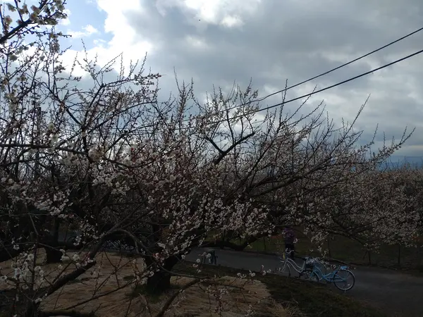 満開ではないですが・・・