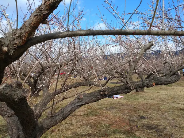 満開は約二百五十本
