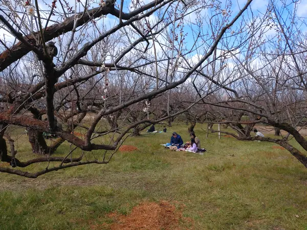 基本、梅林は立ち入り禁止