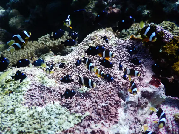 かわいいクマノミたち