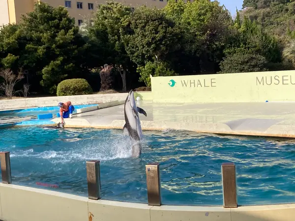 イルカショー