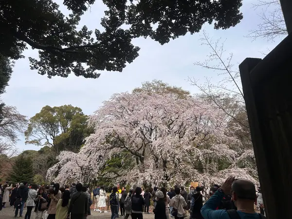 六義園の枝垂れ桜