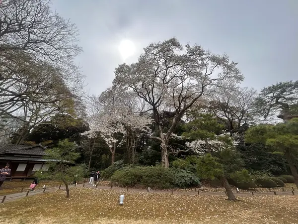 コブシ