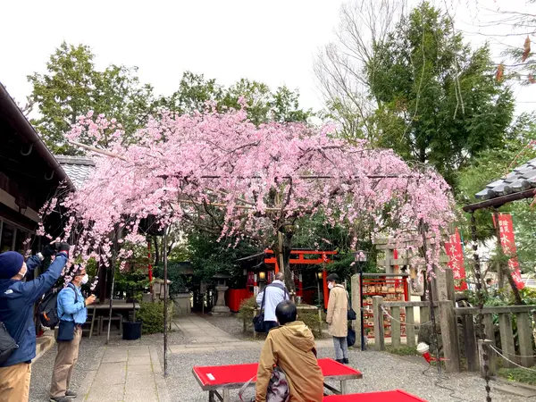境内を覆う紅枝垂桜🌸