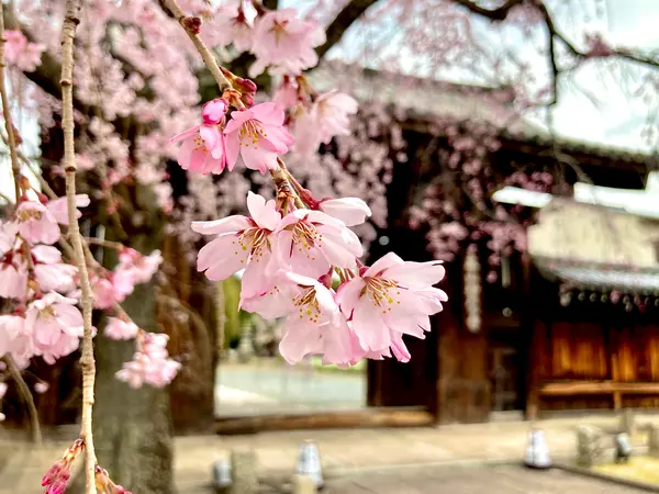 大門前の枝垂桜