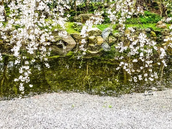 近衛池の花筏