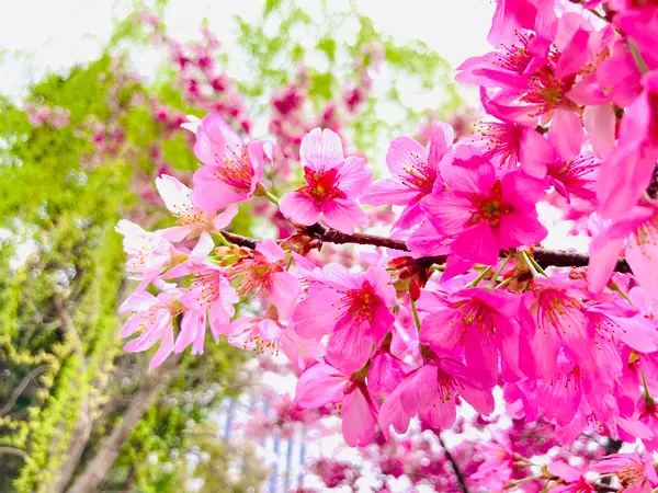 紅色が鮮やかな河津桜🌸