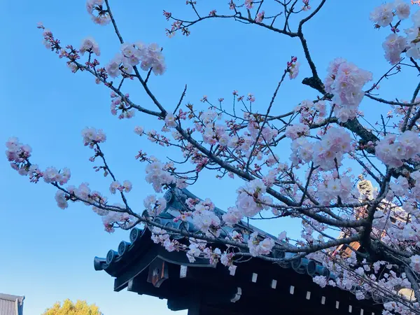 境内より門前に咲いてます🌸