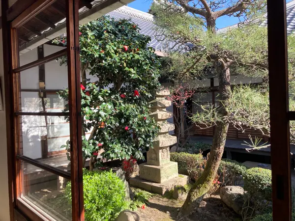妙蓮寺椿